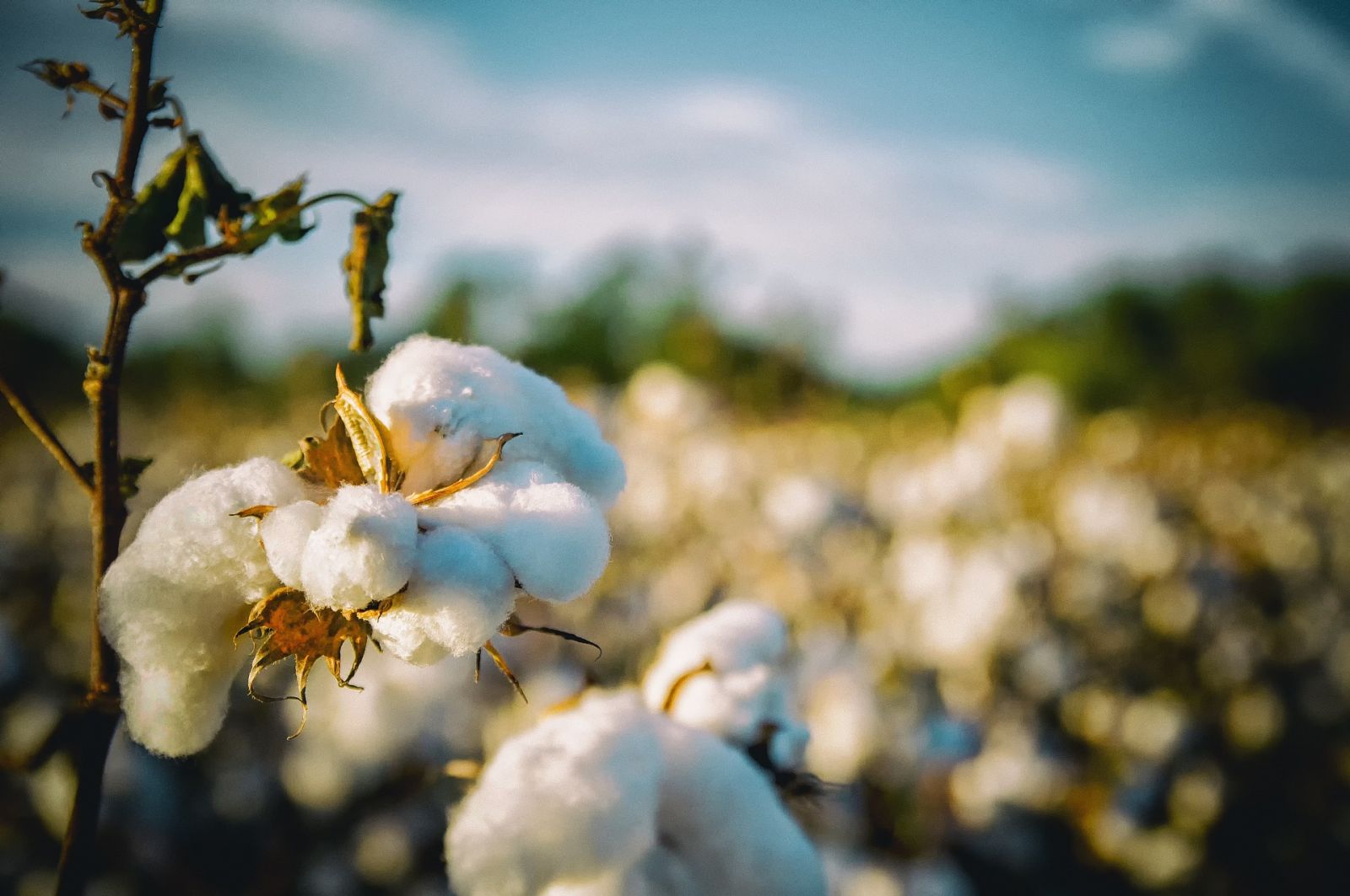 Closeup of cotton plant via bobbycrim via Pixabay